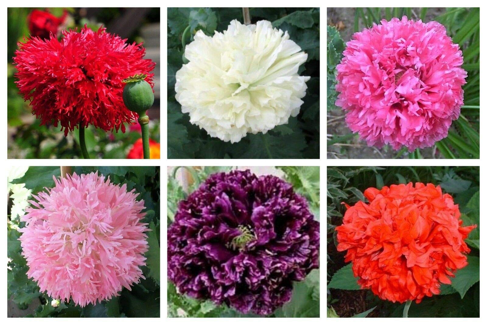 ✳︎peony✳︎ Pre-Order Alder & Oak Peony 2-pack | Costco